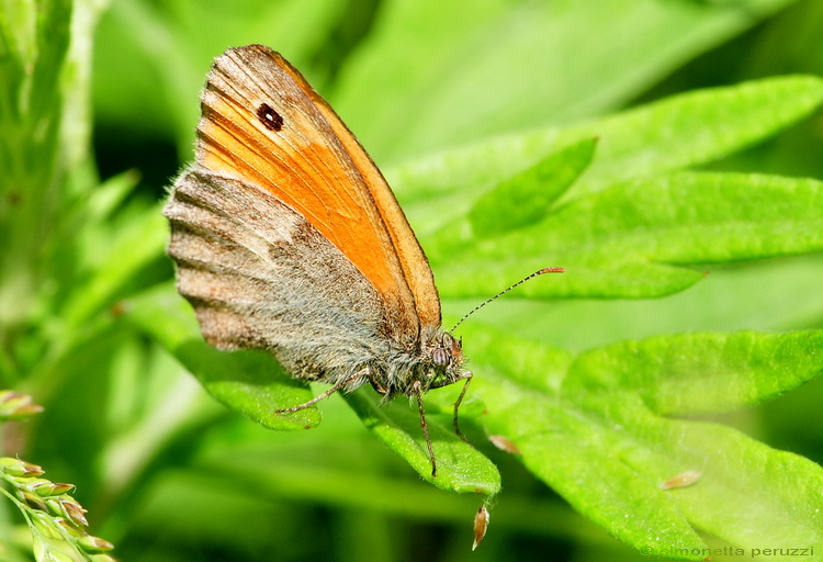 Coenonympha pamphilus